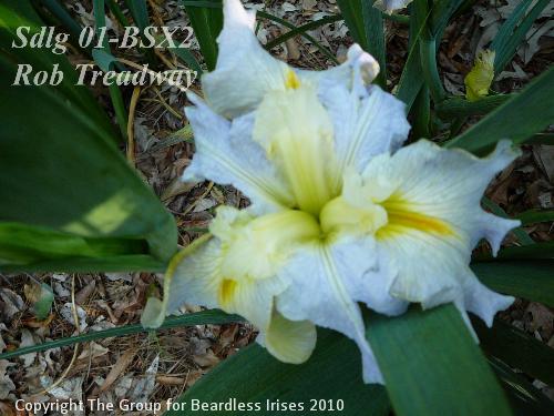Sdlg 01-BSX2 Rob Treadway 